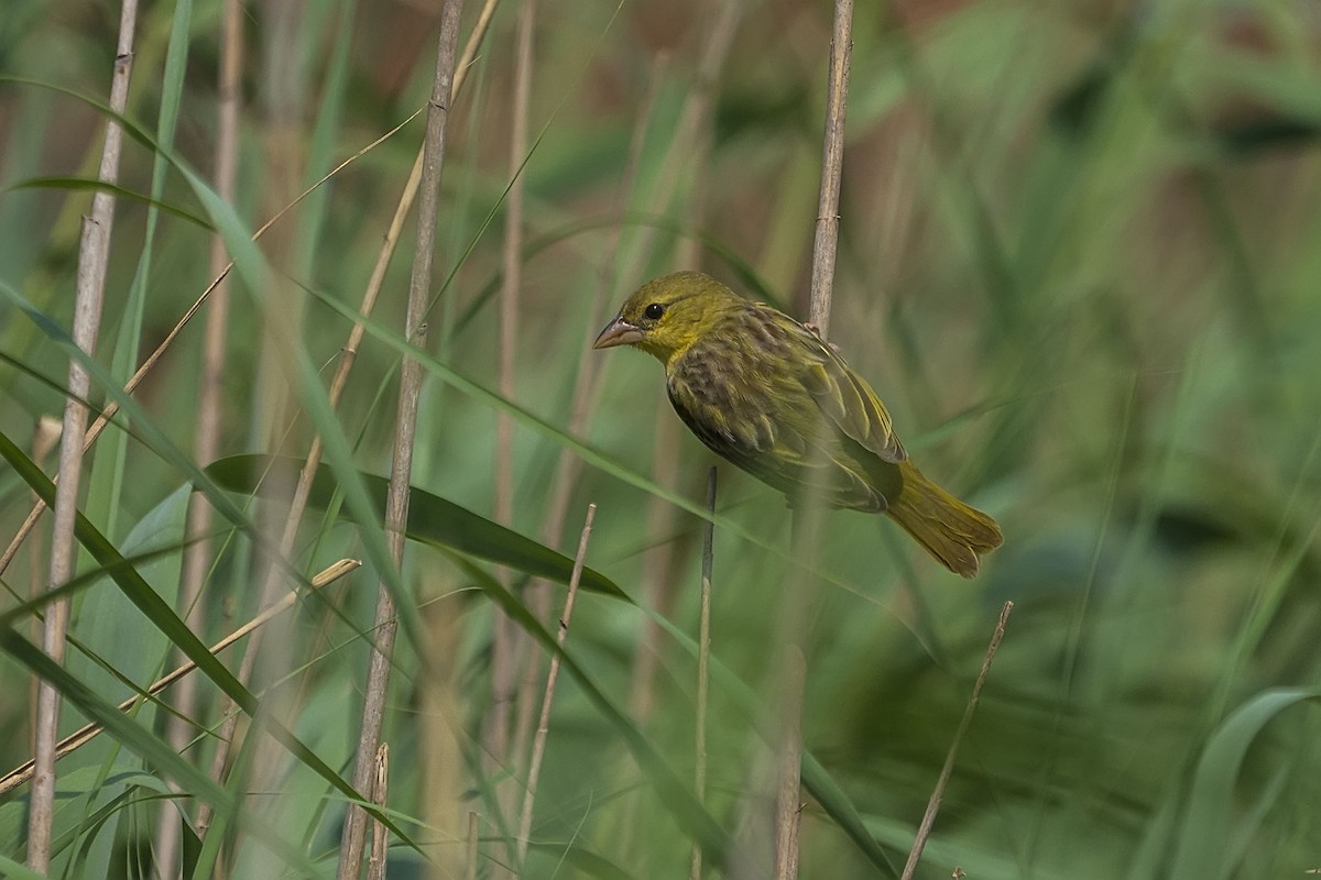 African Golden-Weaver - ML643775200