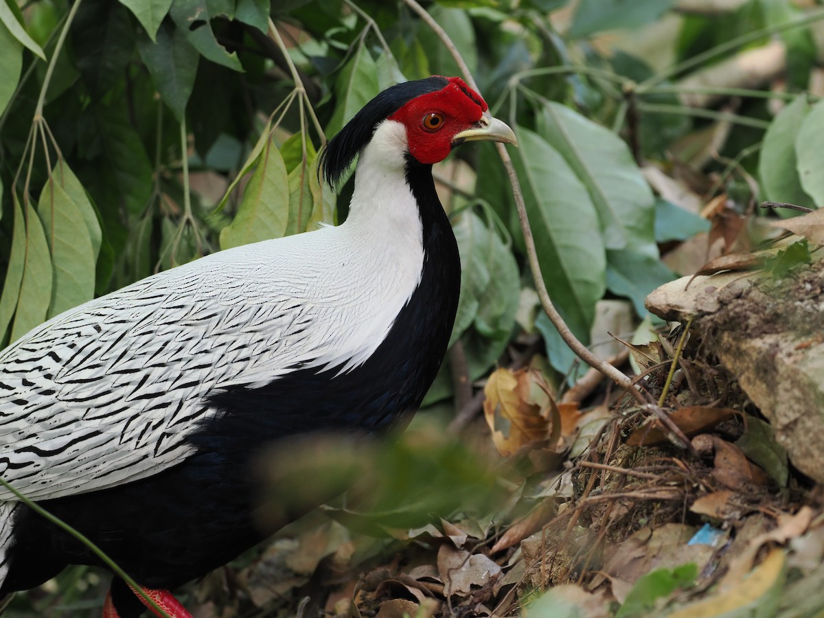 Silver Pheasant - ML643775203