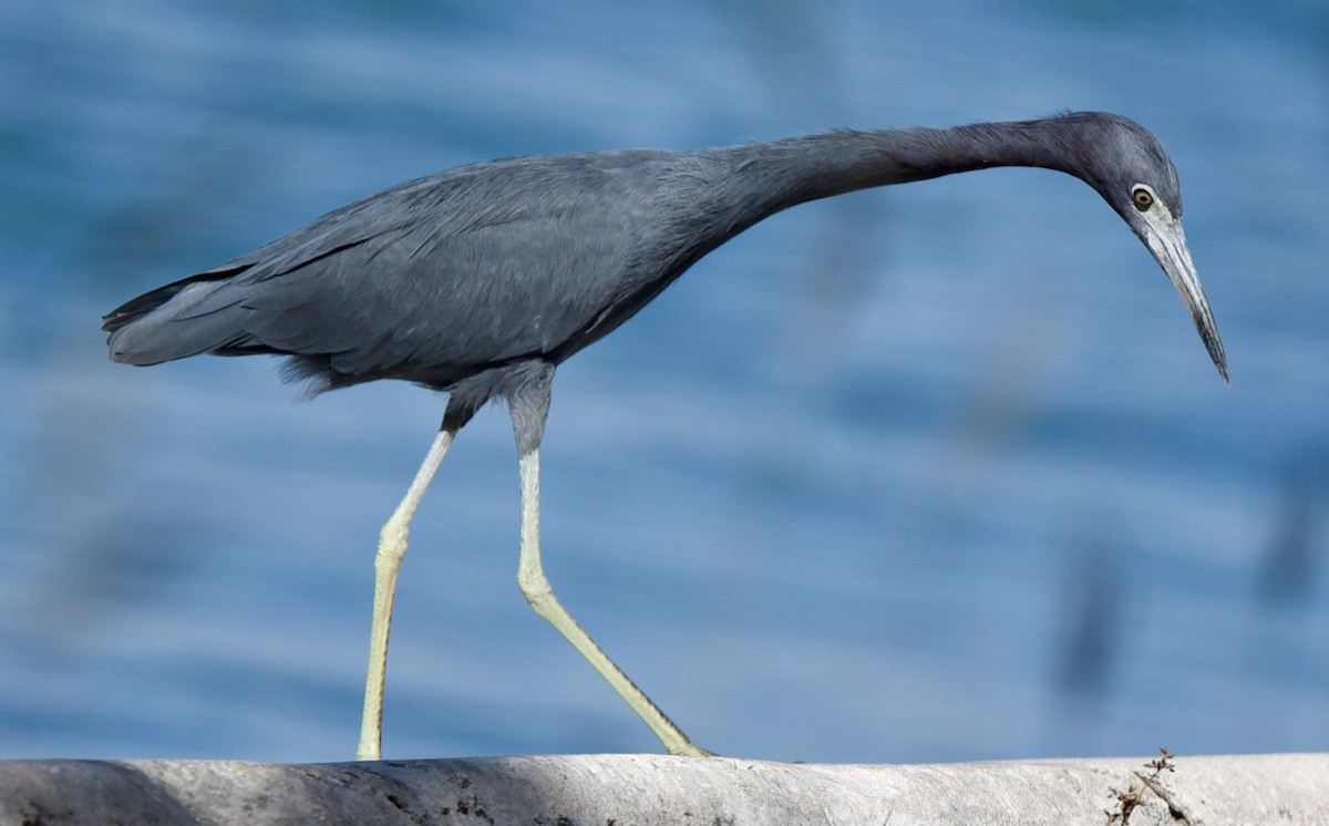 Little Blue Heron - ML643775206