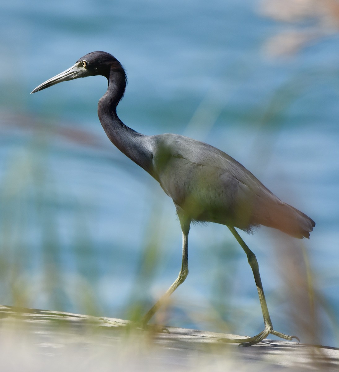 Little Blue Heron - ML643775207