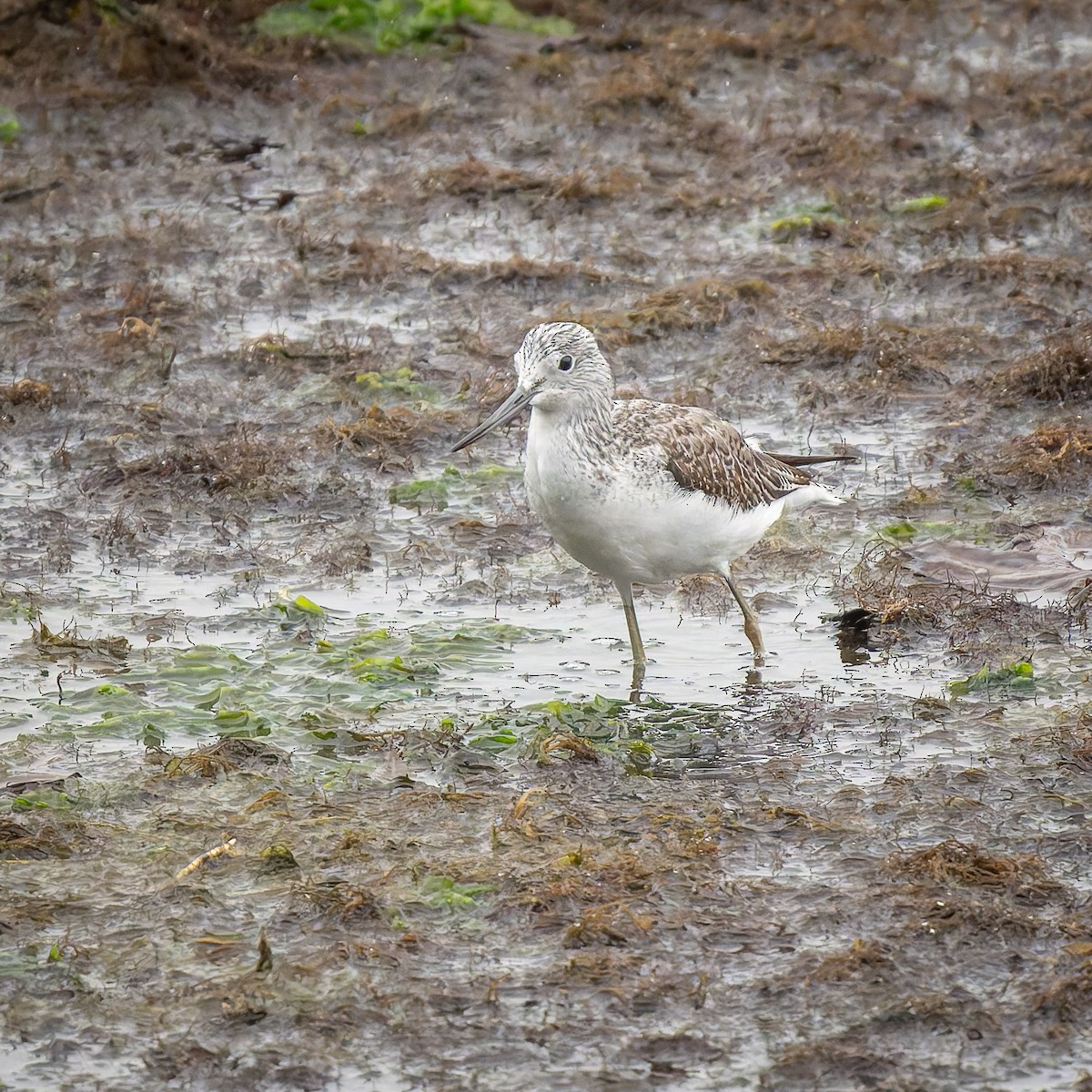 Common Greenshank - ML643775208
