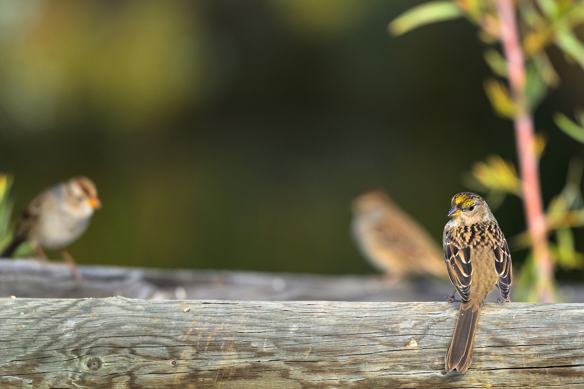 Golden-crowned Sparrow - ML643775213