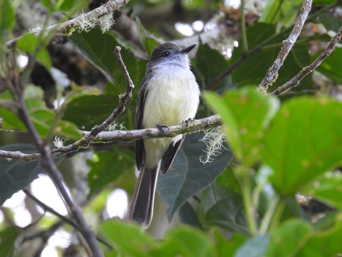 Pale-edged Flycatcher - ML643775217