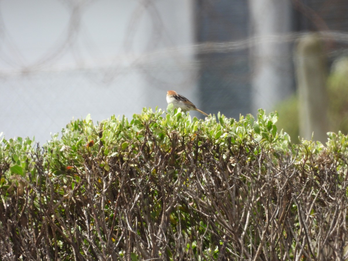 Levaillant's Cisticola - ML643775218
