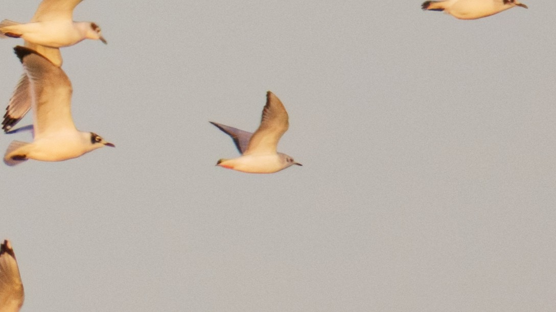 Bonaparte's Gull - ML643775219