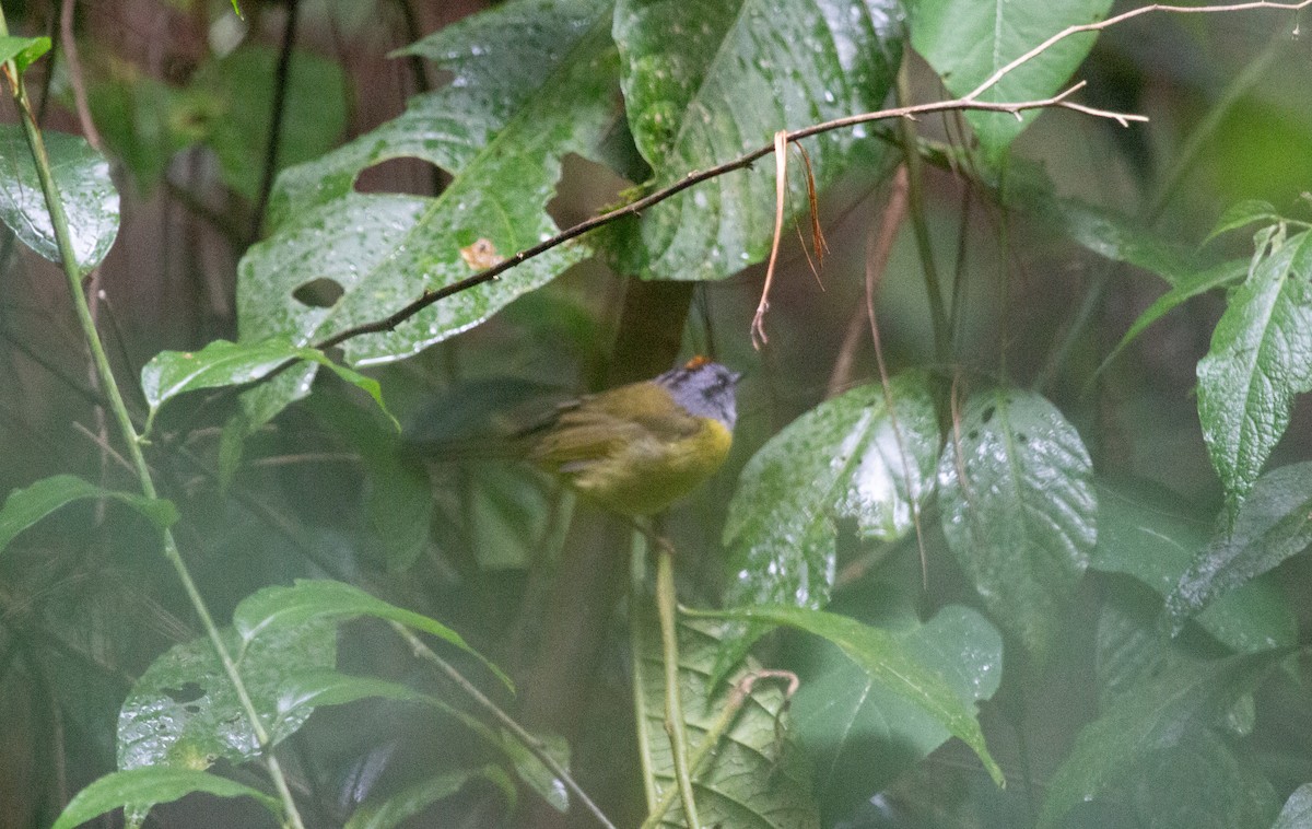 Paruline à diadème - ML643775220
