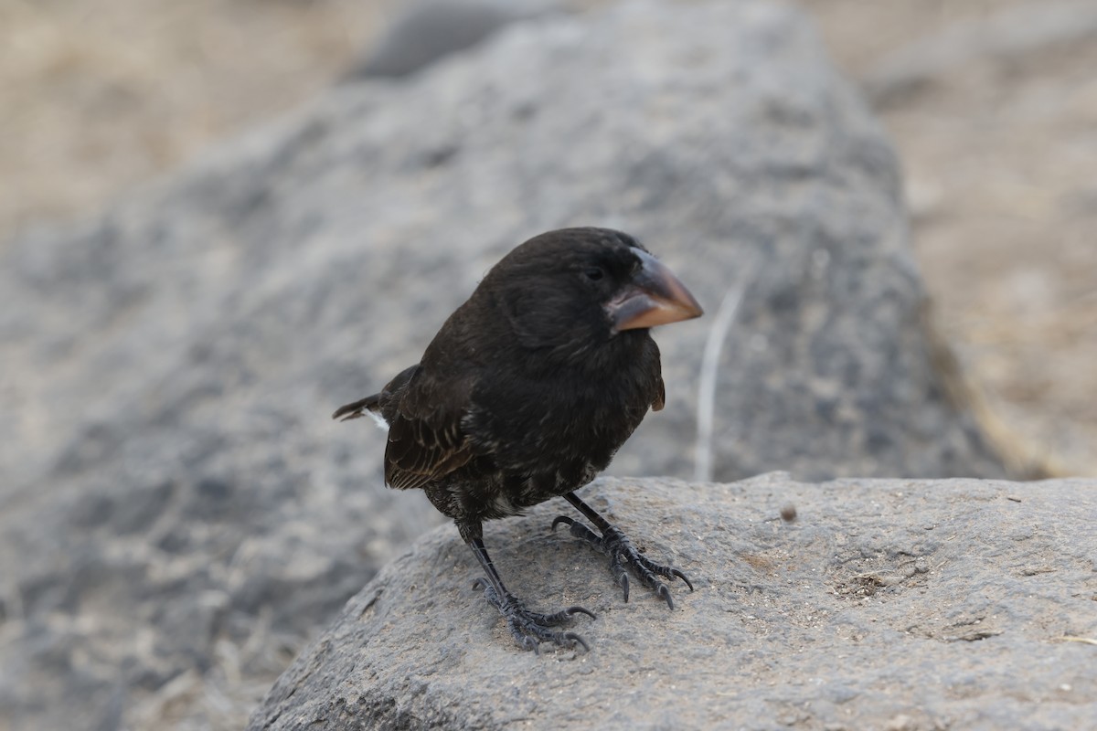 Española Ground-Finch - ML643775221