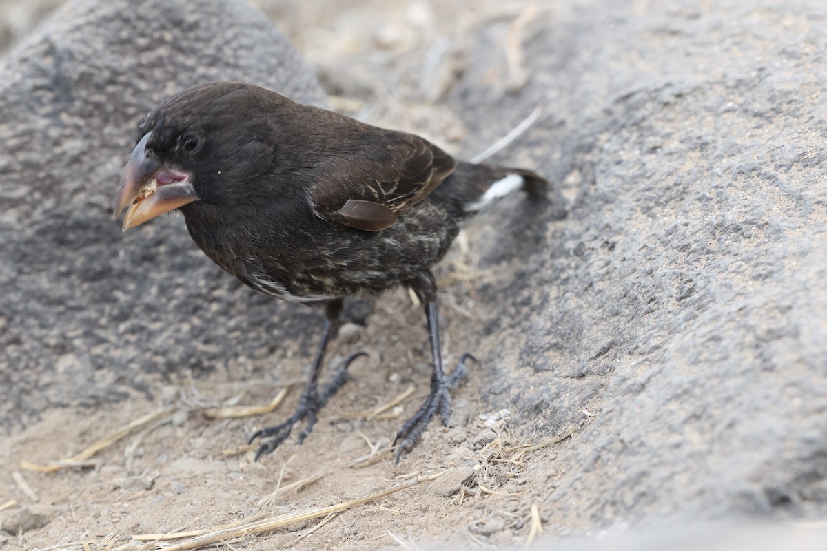 Española Ground-Finch - ML643775222