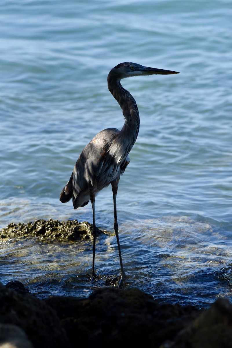 Great Blue Heron - ML643775225