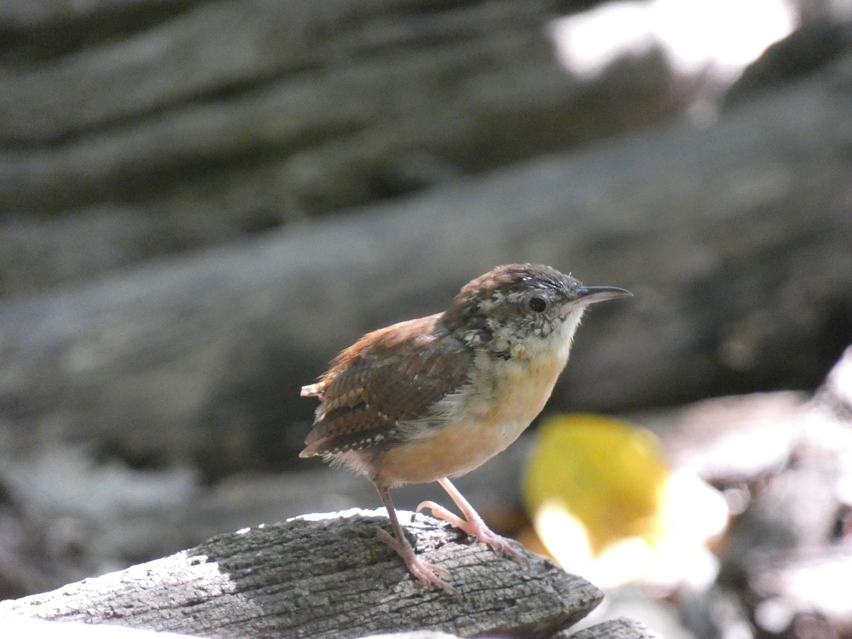 Carolina Wren - ML643775227