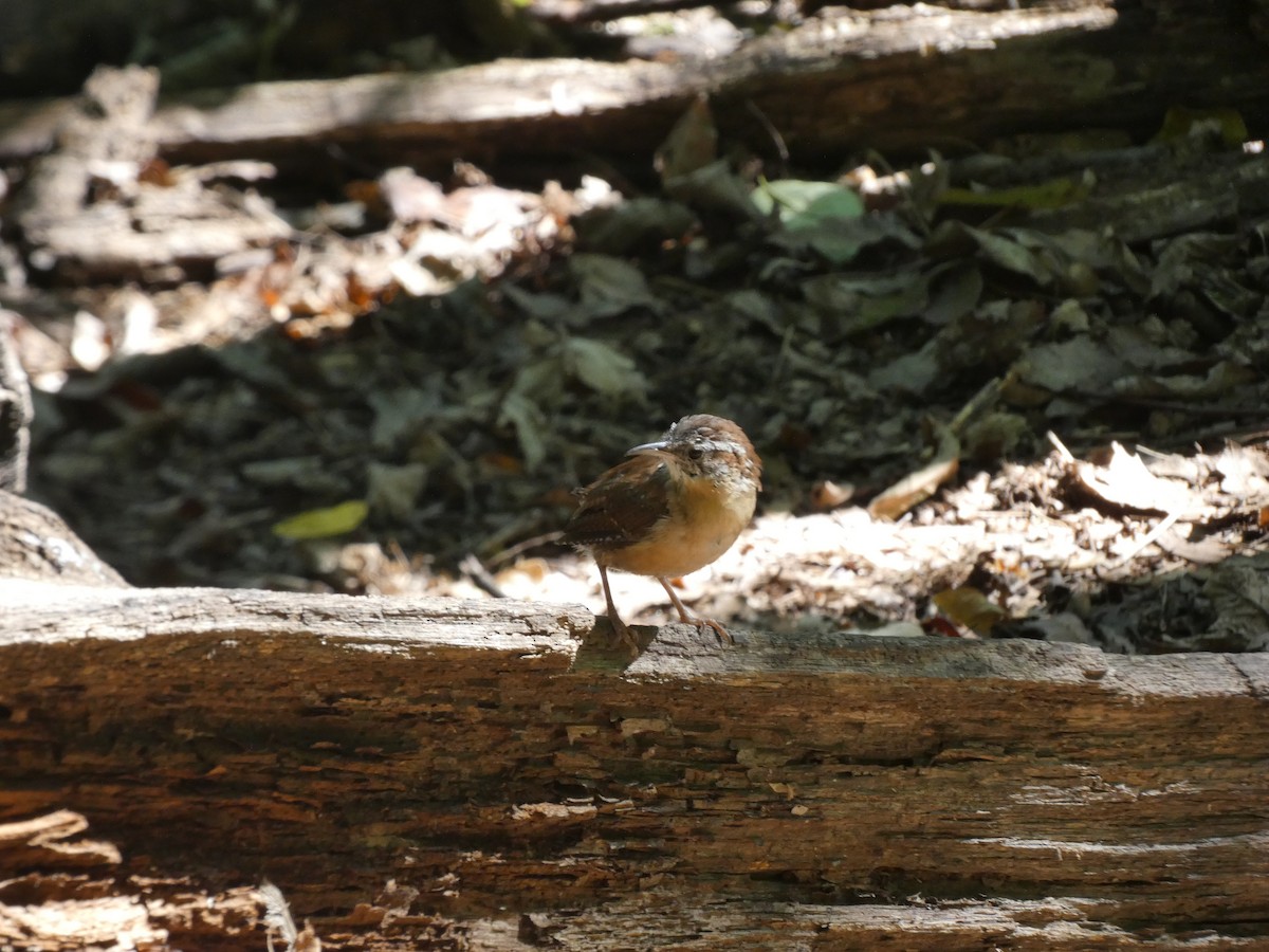 Carolina Wren - ML643775228