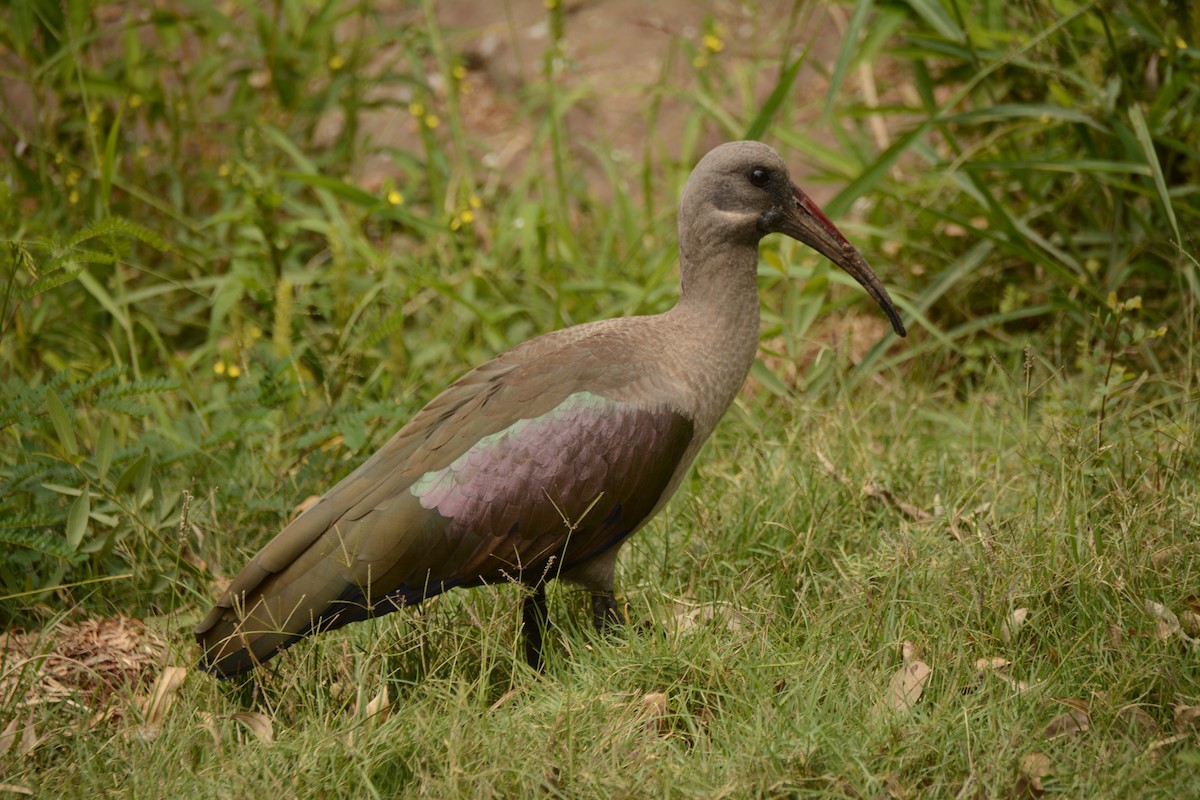 Hadada Ibis - ML643775233