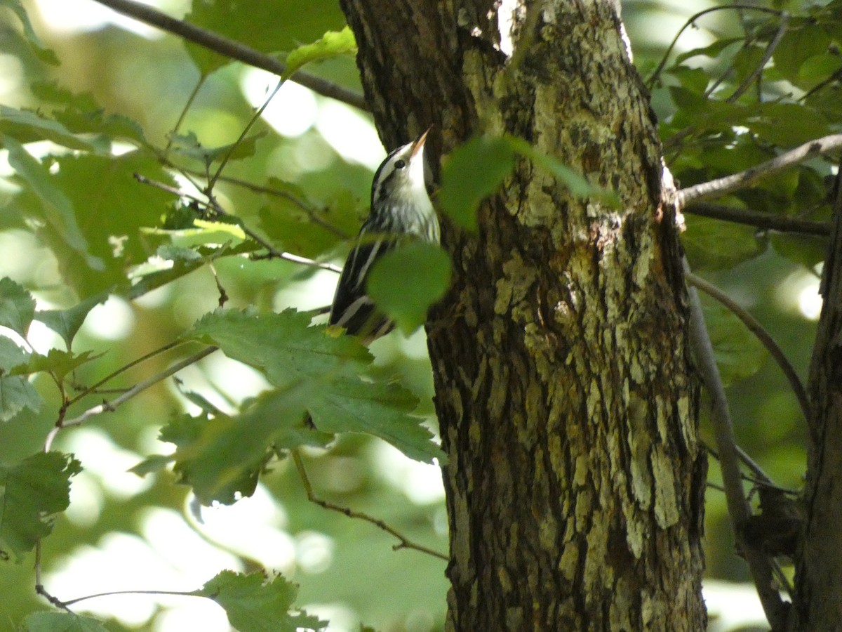 Black-and-white Warbler - ML643775234