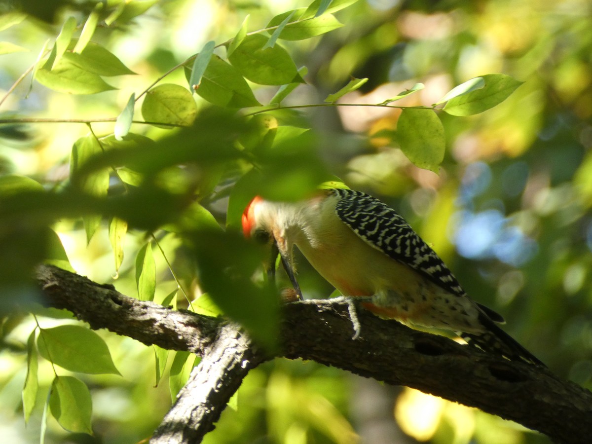 Red-bellied Woodpecker - ML643775240