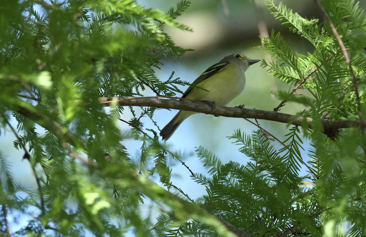 Weißaugenvireo - ML643775251