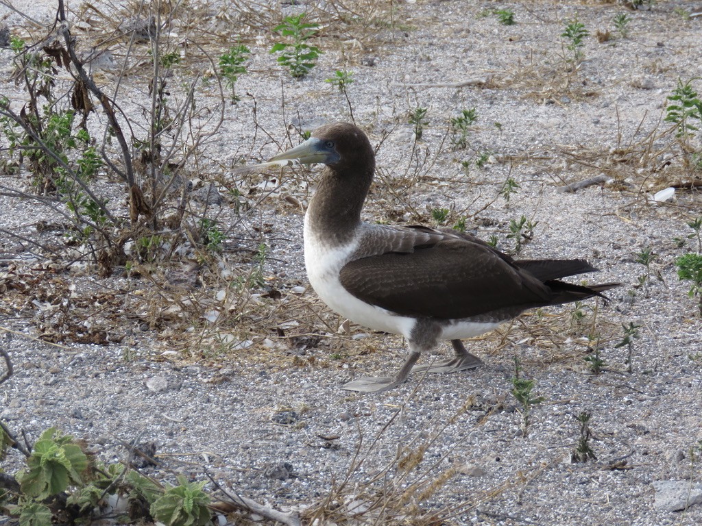 Nazca Booby - ML643775253