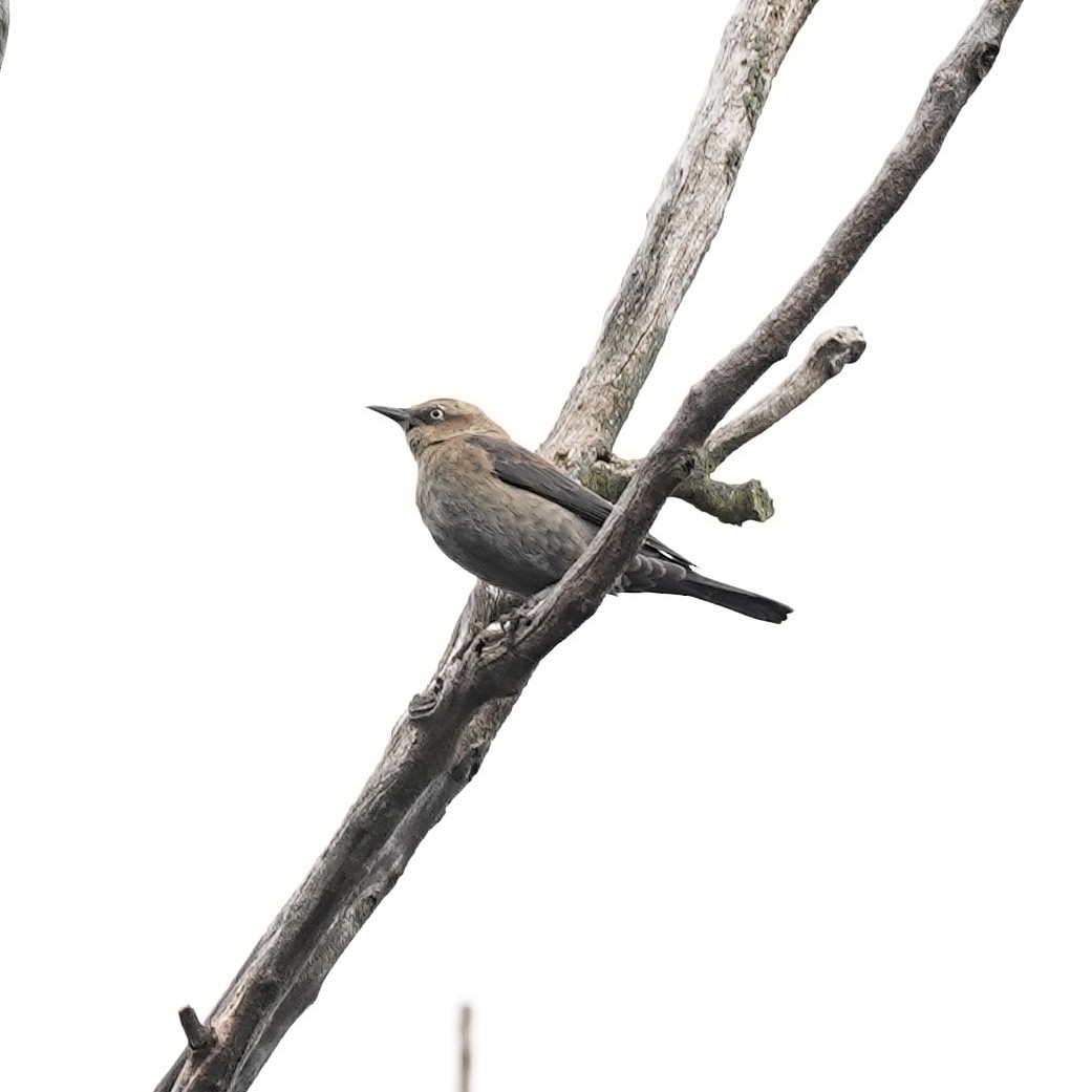 Rusty Blackbird - ML643775278
