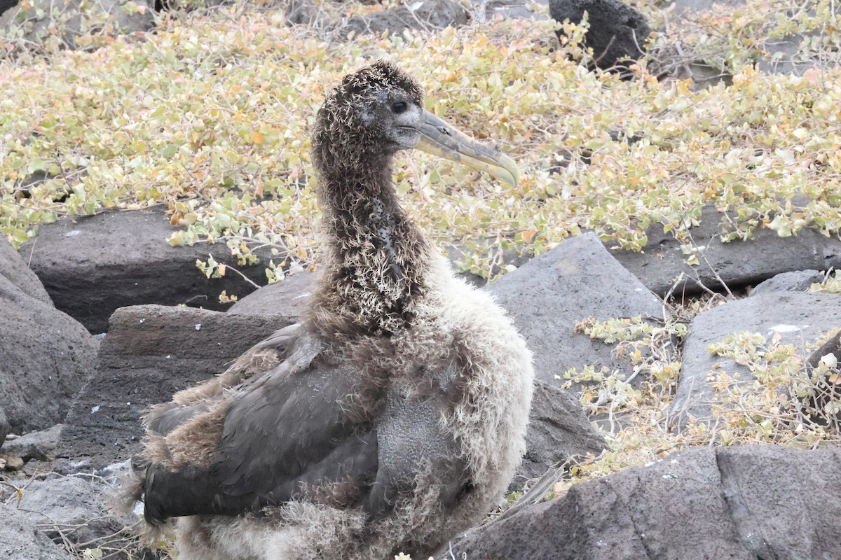 Waved Albatross - ML643775279