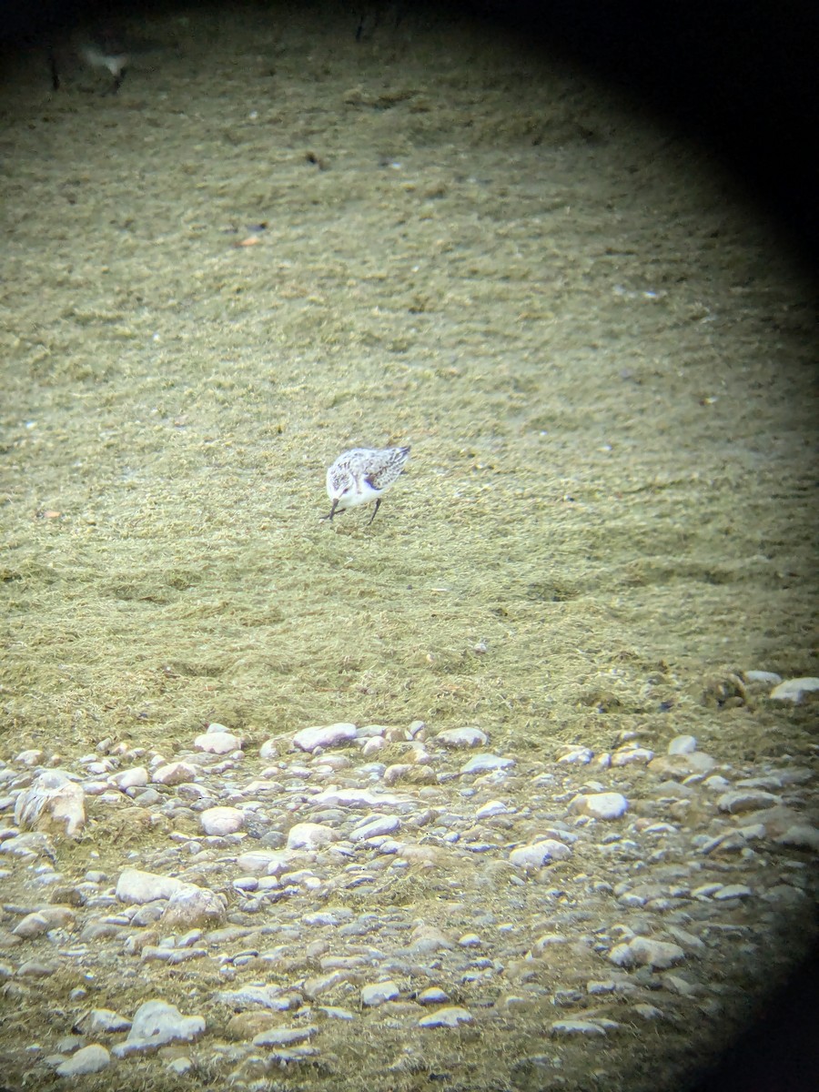 Sanderling - ML643775284