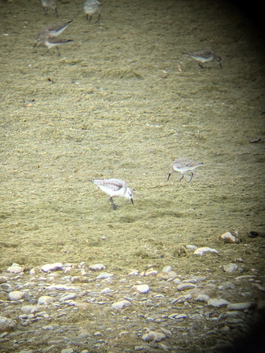 Sanderling - ML643775285