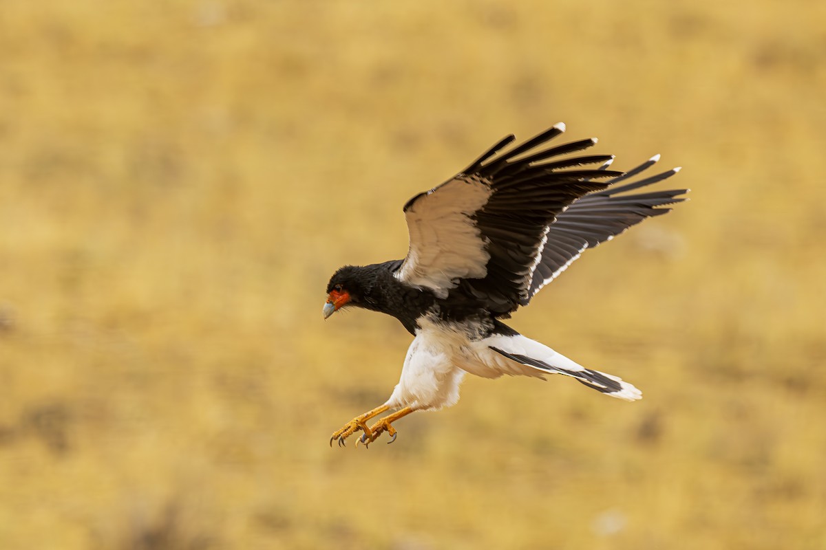 Mountain Caracara - ML643775300