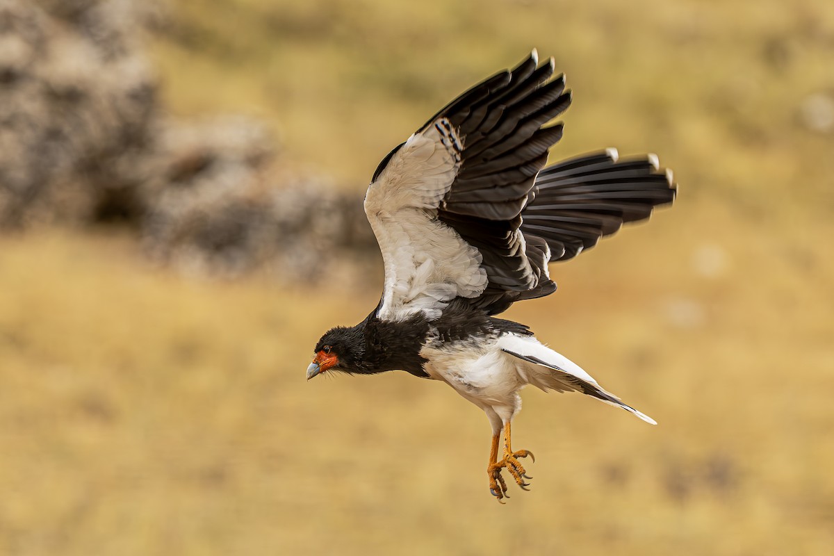 Mountain Caracara - ML643775301