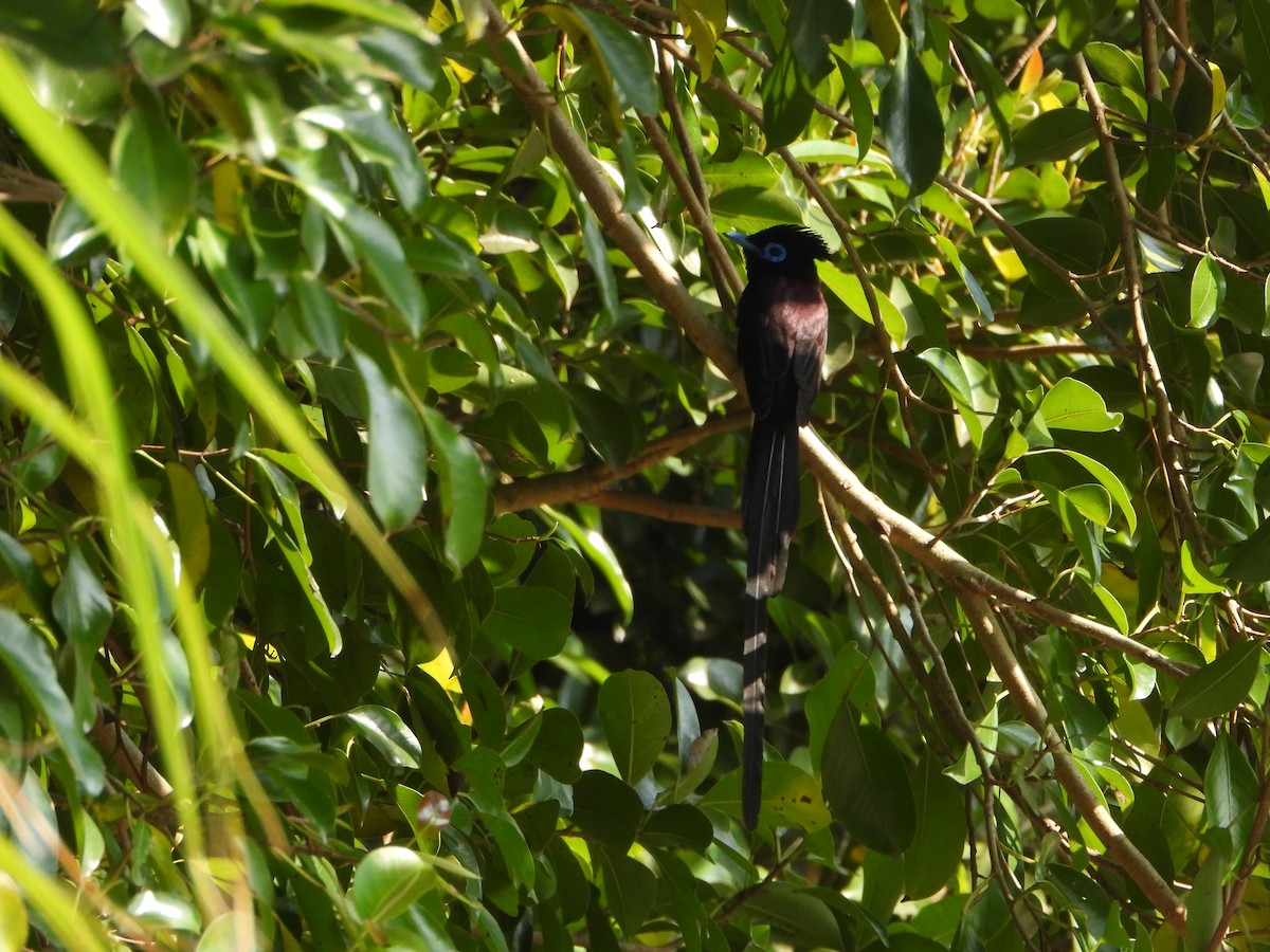 サンコウチョウ - ML643775309