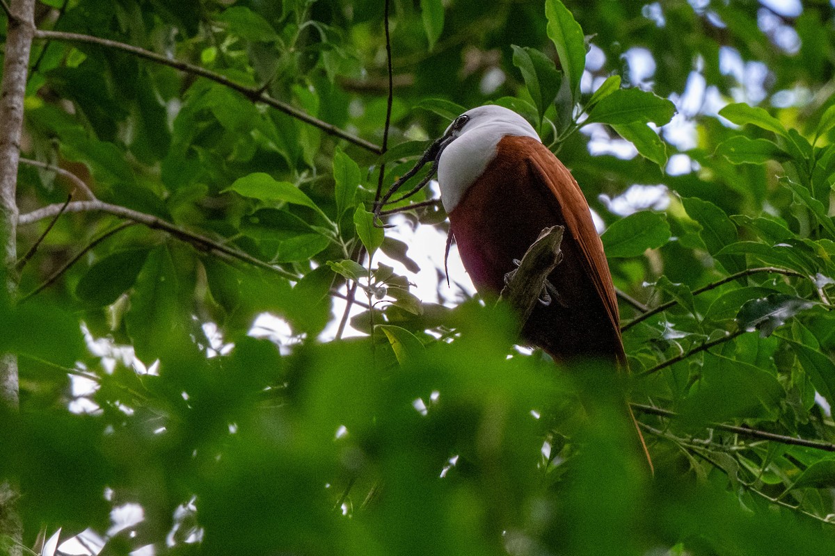Three-wattled Bellbird - ML643775316