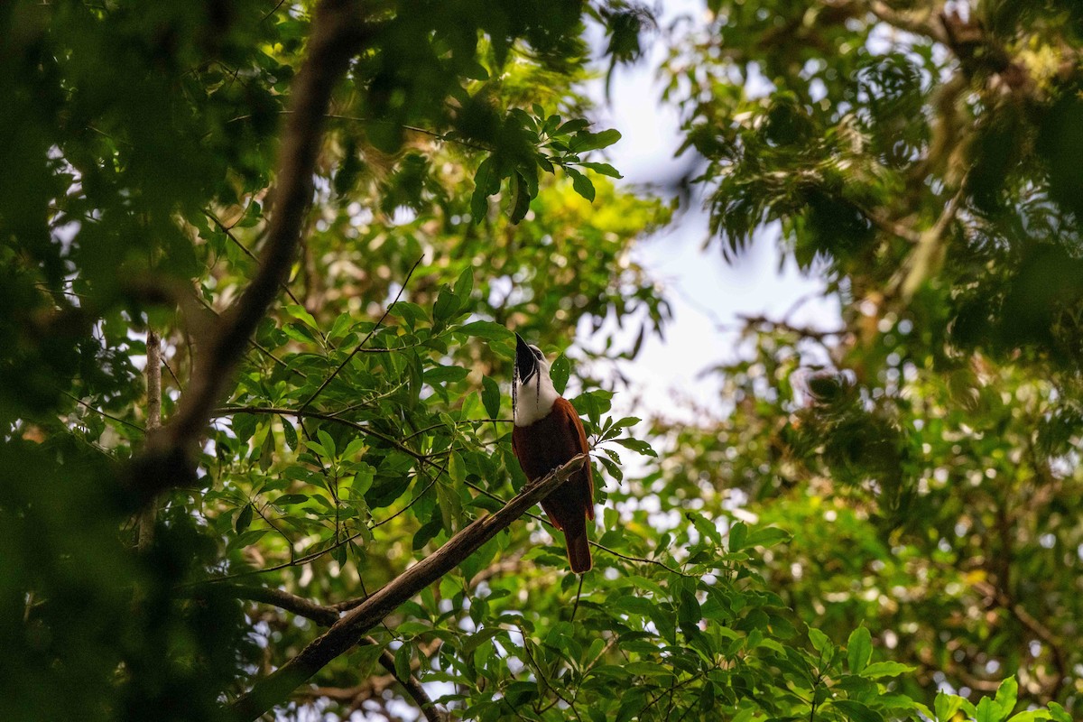 Three-wattled Bellbird - ML643775318