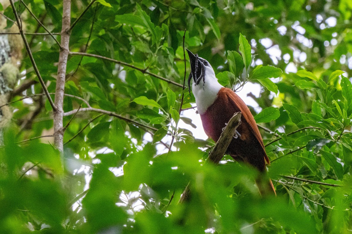Three-wattled Bellbird - ML643775319