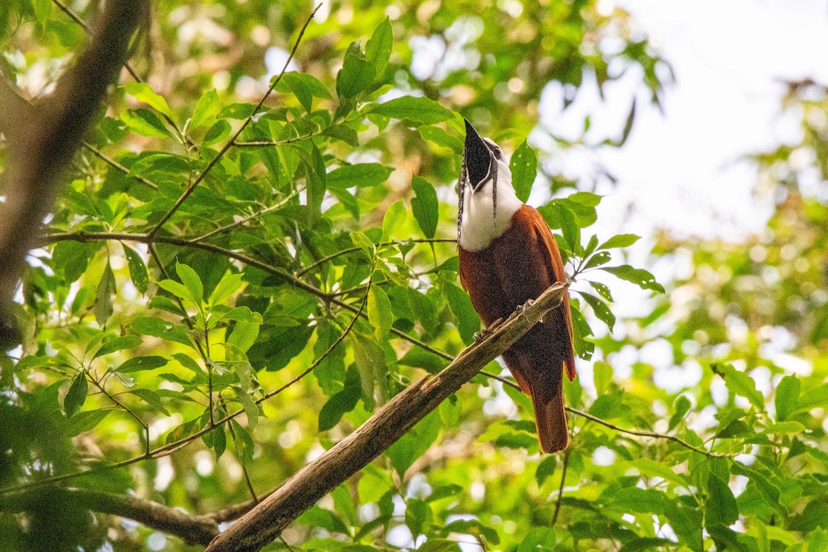 Three-wattled Bellbird - ML643775320