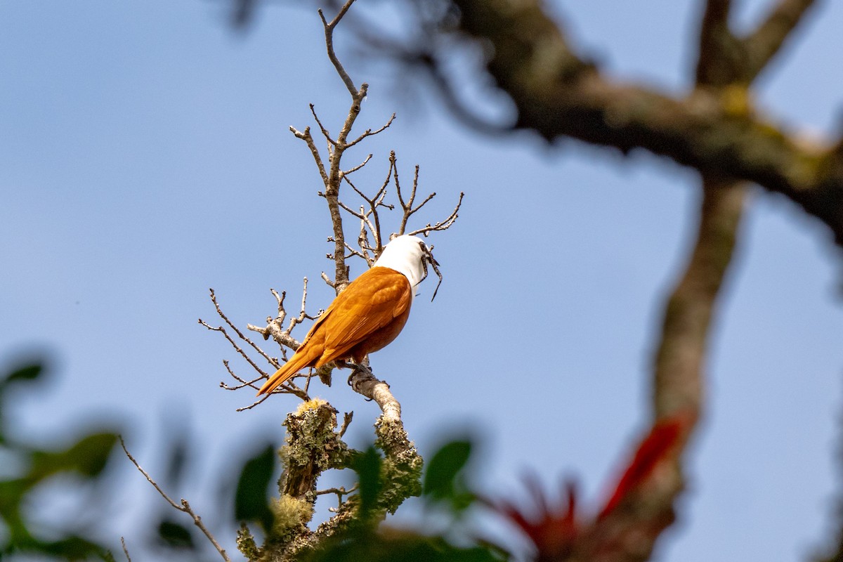 Three-wattled Bellbird - ML643775321
