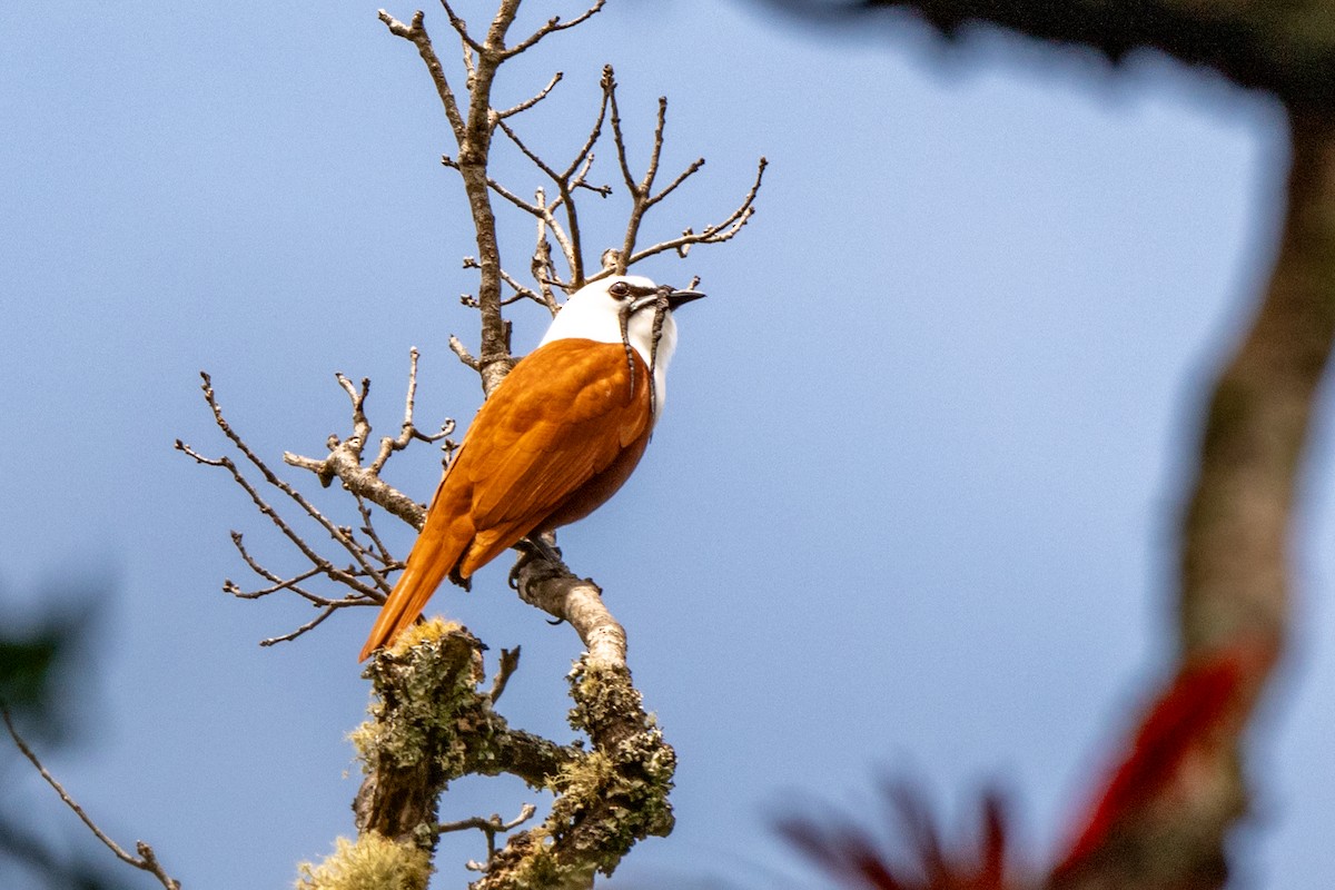 Three-wattled Bellbird - ML643775322