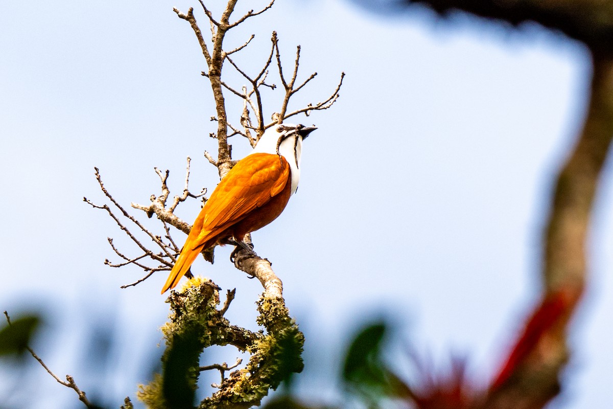 Three-wattled Bellbird - ML643775323