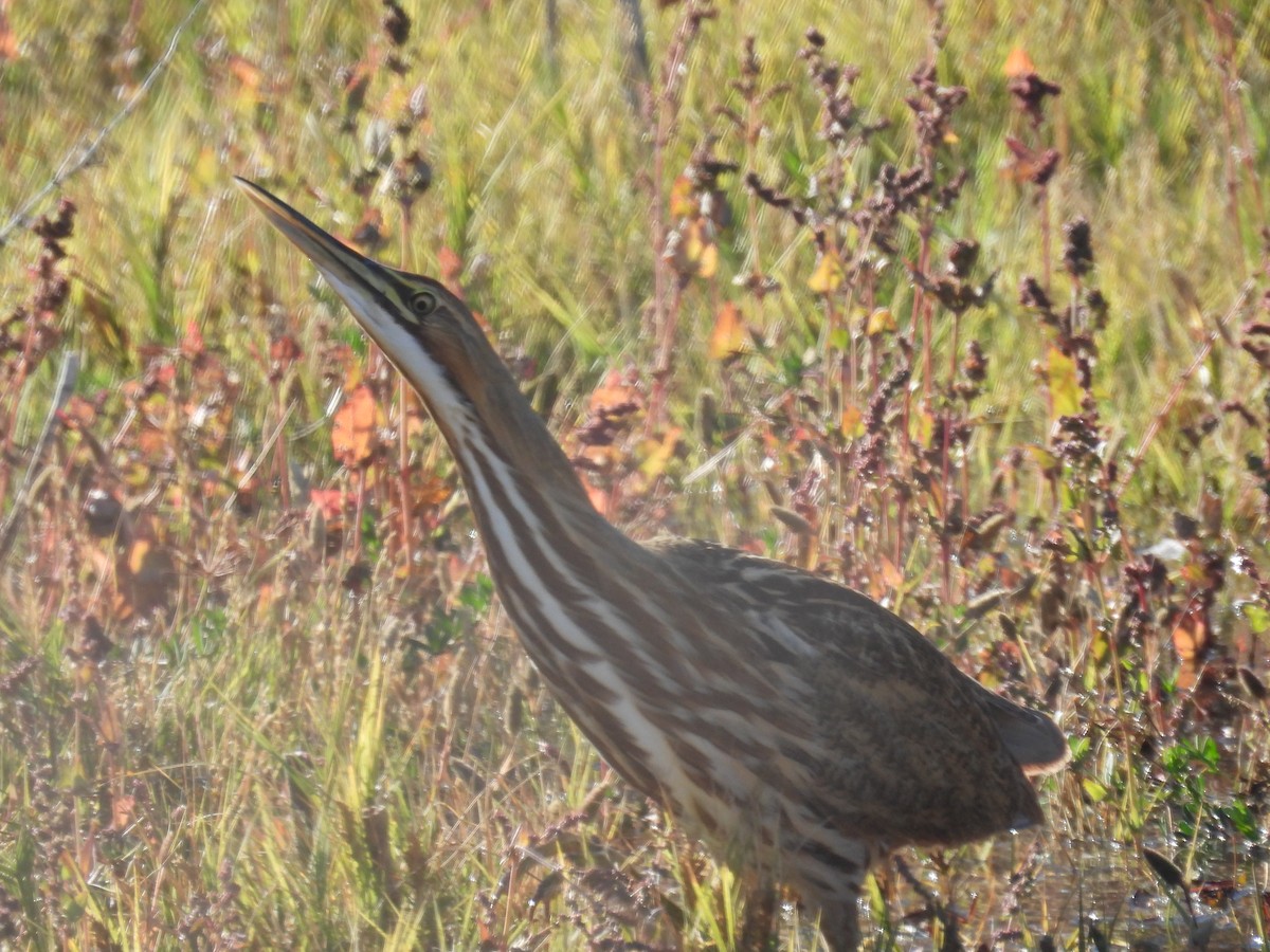 American Bittern - ML643775334