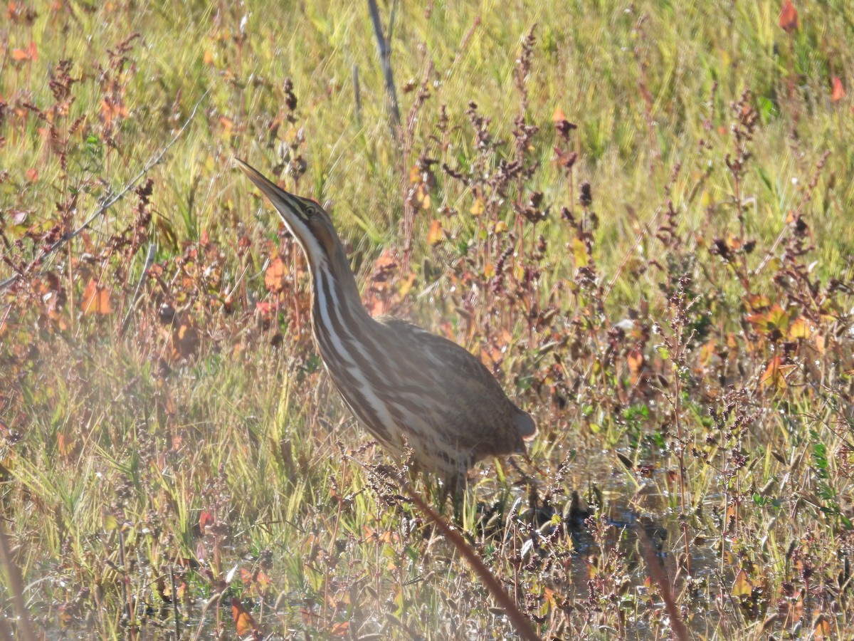 American Bittern - ML643775335