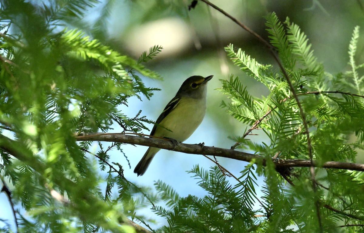 Weißaugenvireo - ML643775352