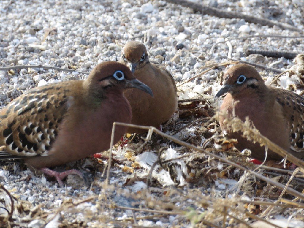 Galapagos Dove - ML643775353