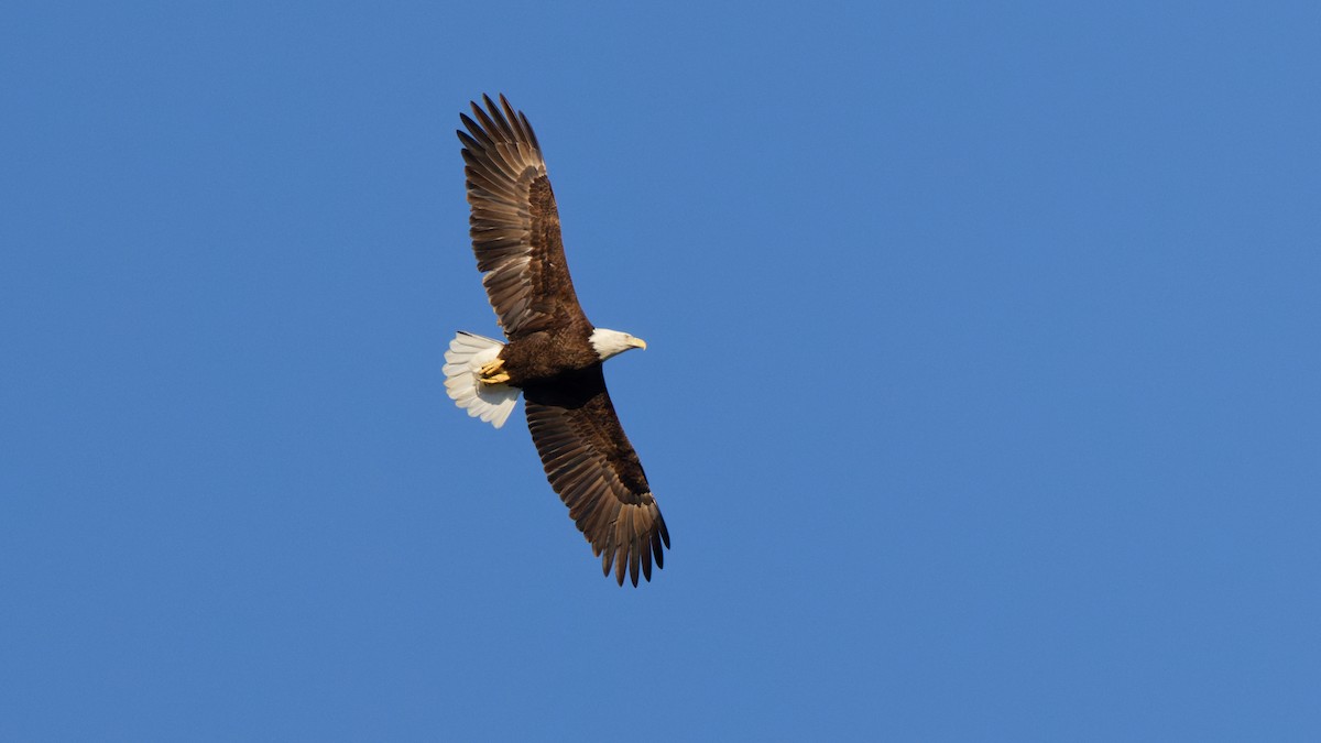 Bald Eagle - ML643775356
