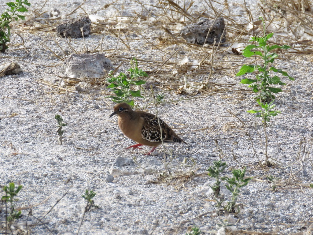 Galapagos Dove - ML643775358