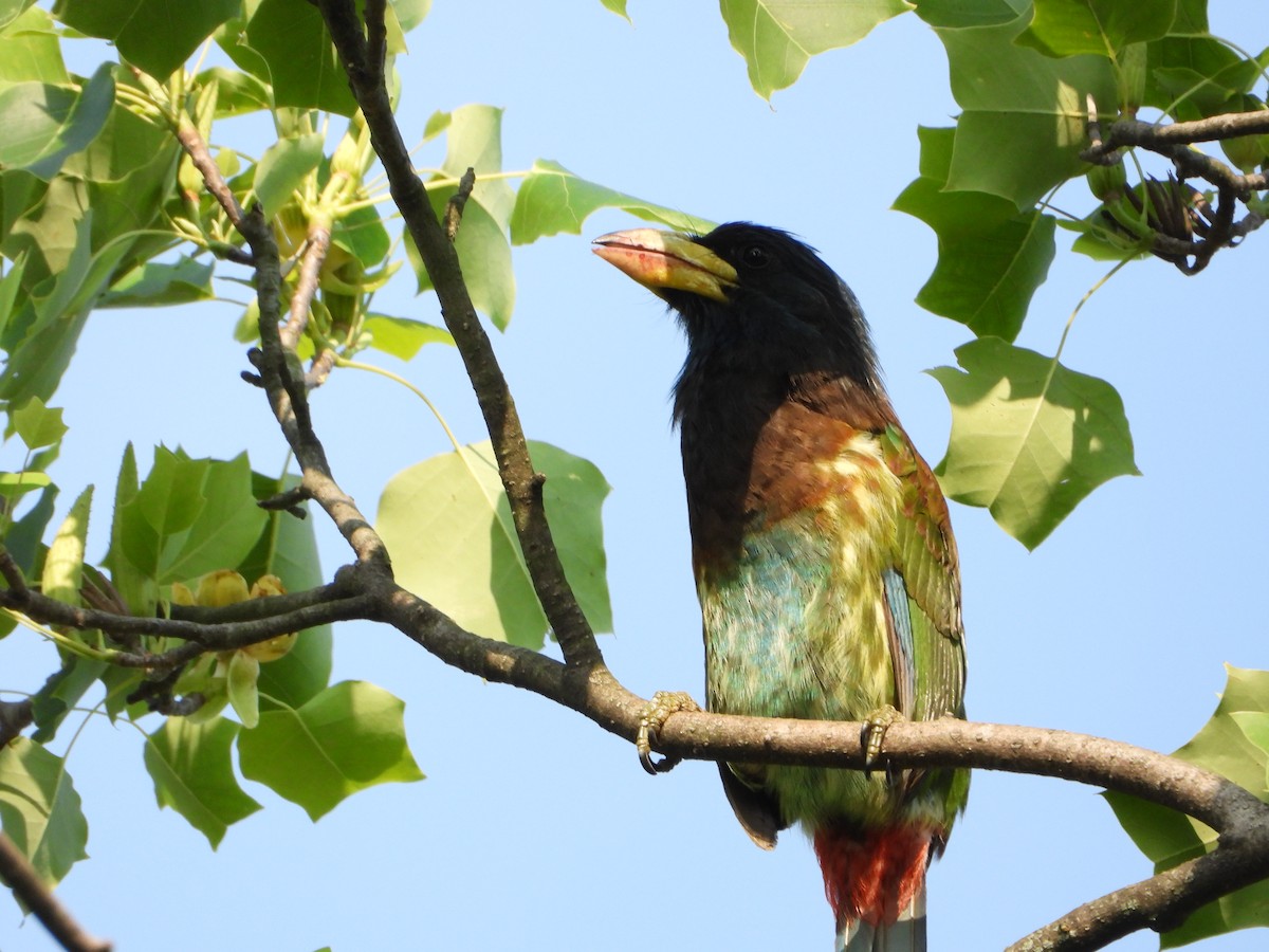 Great Barbet - ML643775362