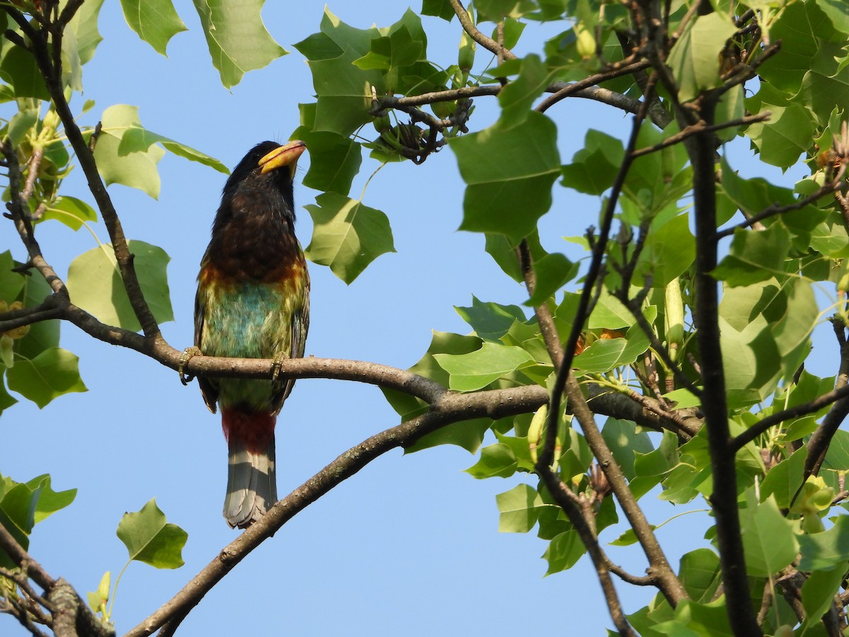 Great Barbet - ML643775363