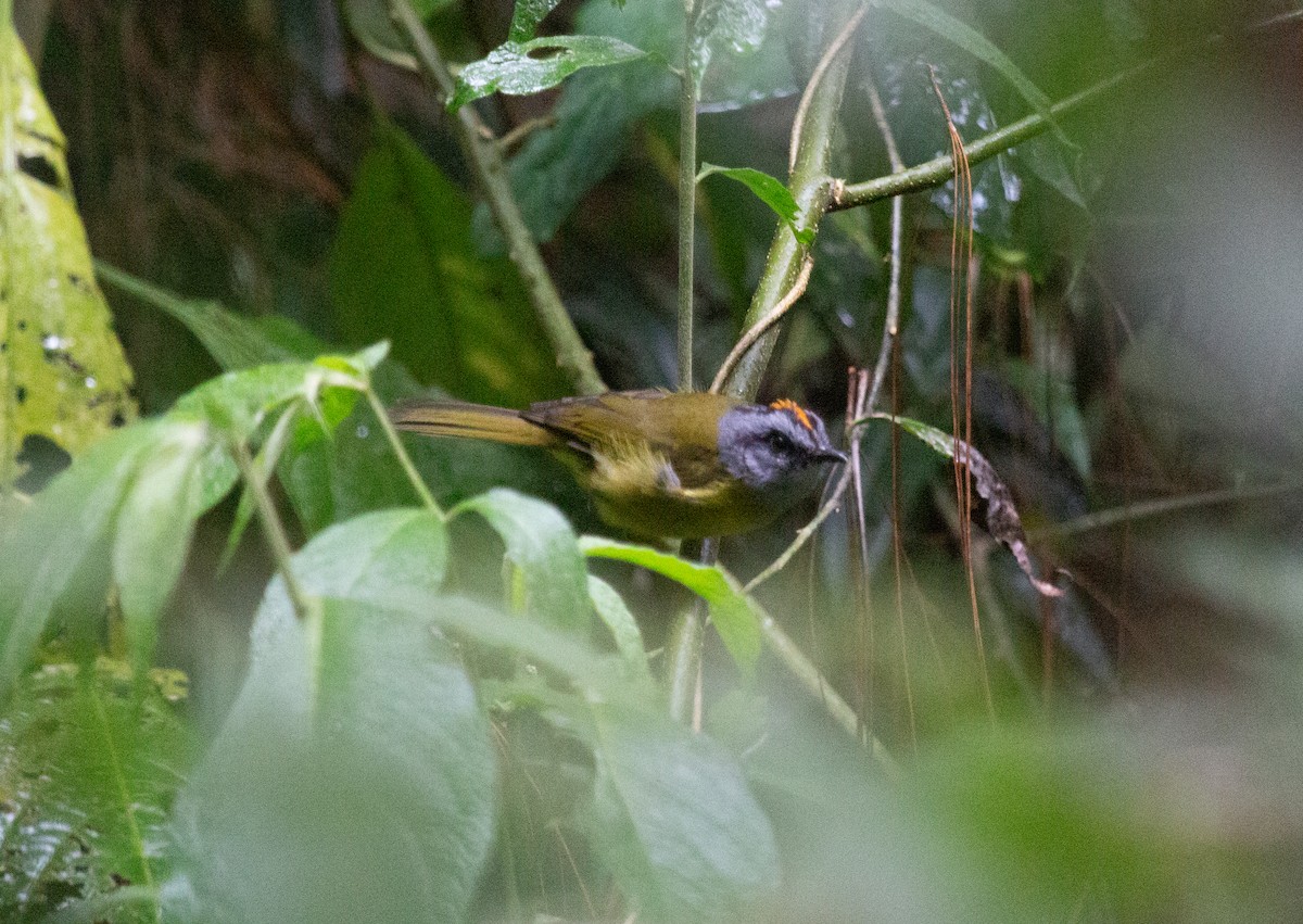 Paruline à diadème - ML643775366