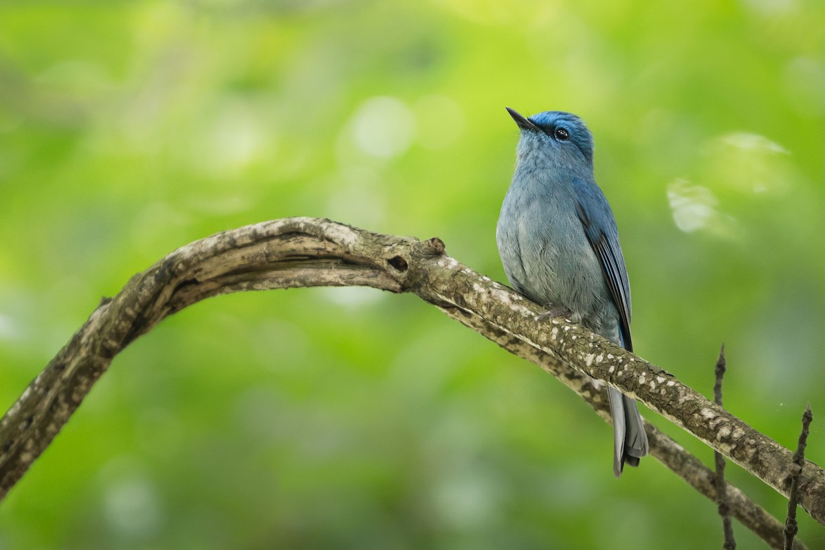 ウスヒメアオヒタキ - ML643775382