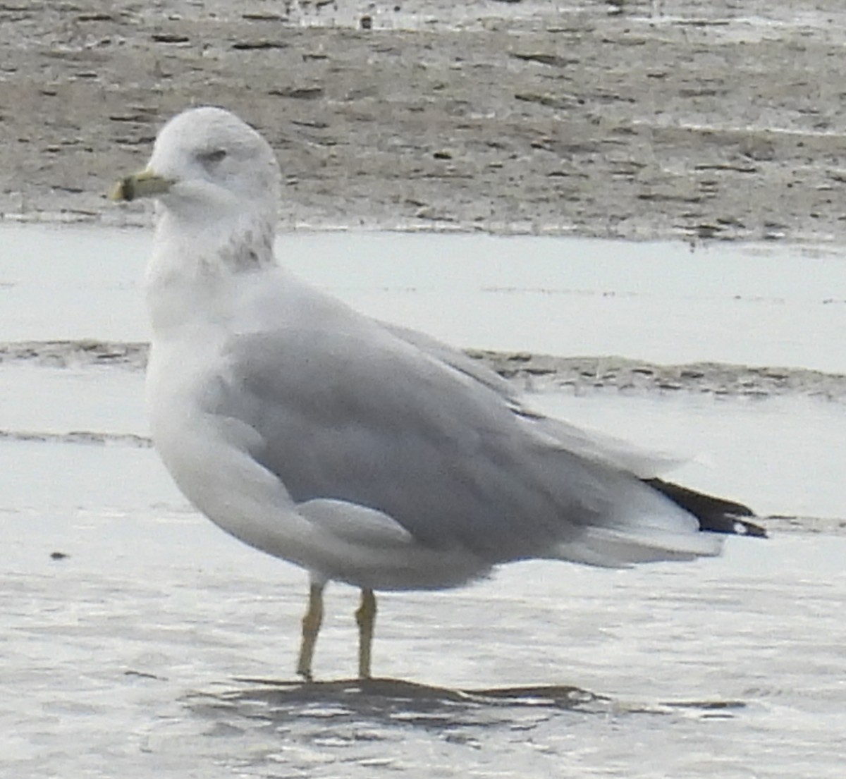 Ringschnabelmöwe - ML643775384
