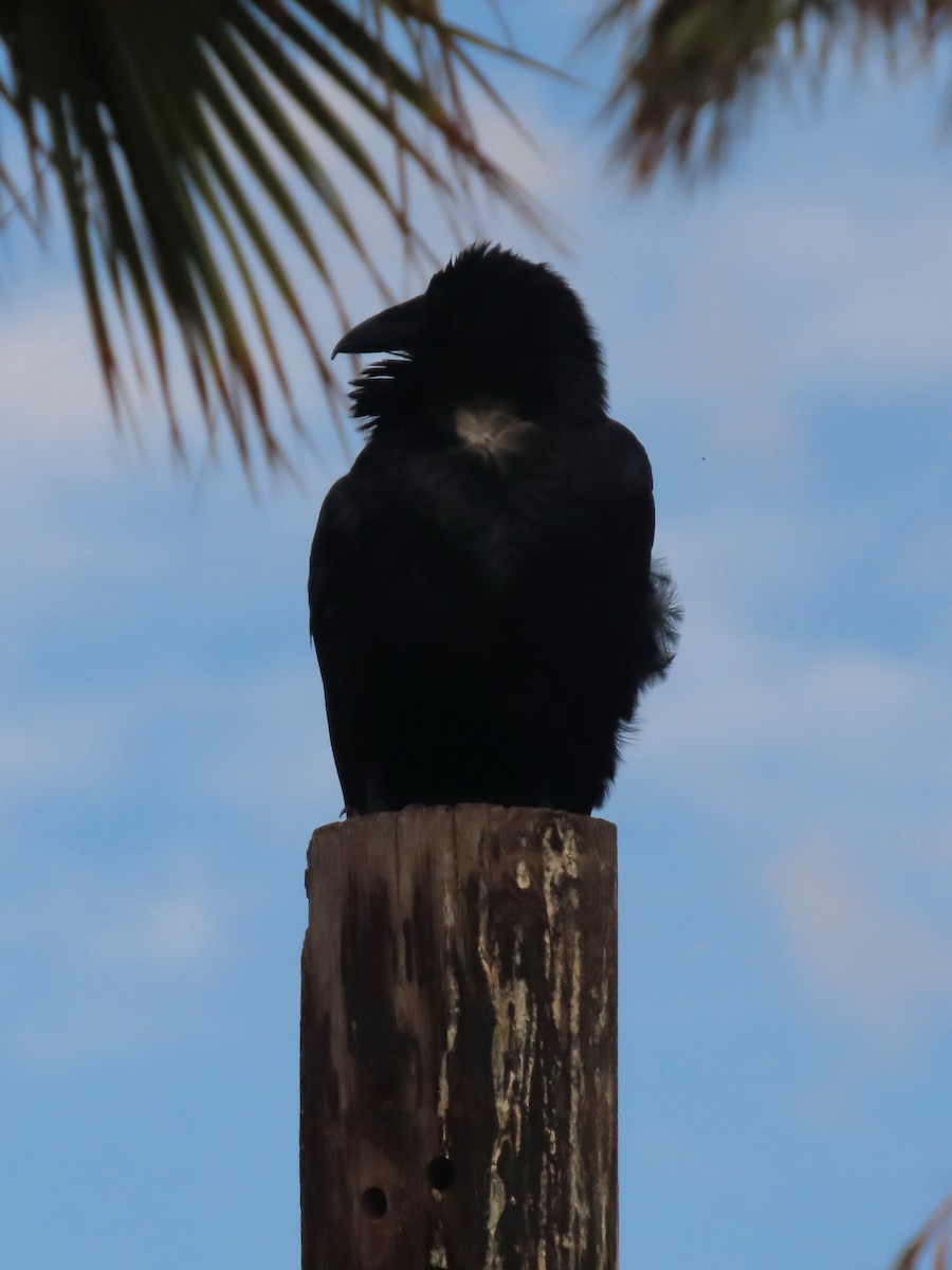Common Raven - ML643775389