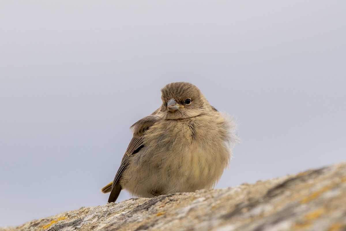 Bright-rumped Yellow-Finch - ML643775393