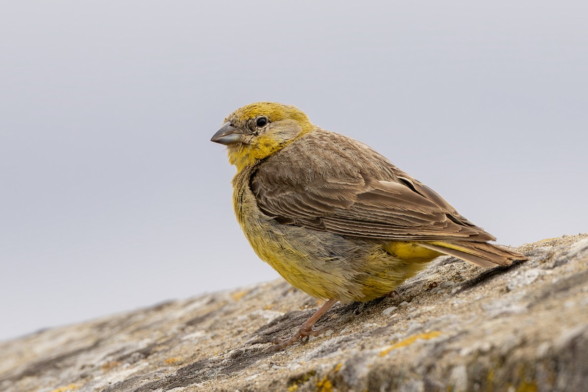 Bright-rumped Yellow-Finch - ML643775394