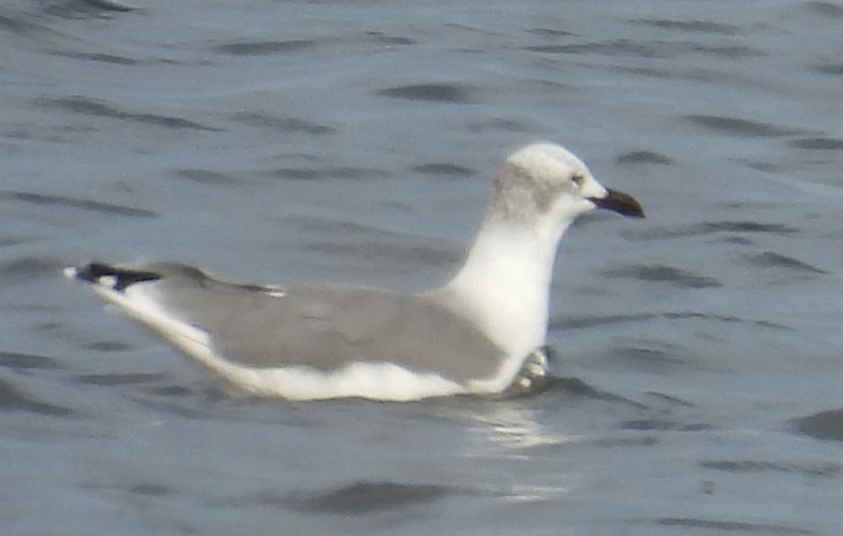 Aztekenmöwe - ML643775408