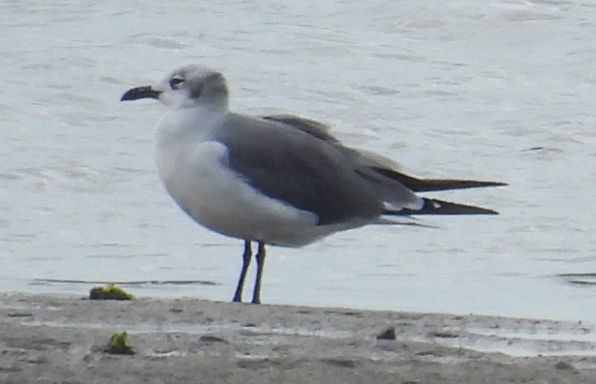 Aztekenmöwe - ML643775409